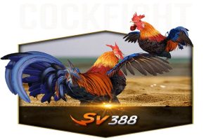 Đá gà Sv388 với nhiều ưu điểm sôi nổi trội